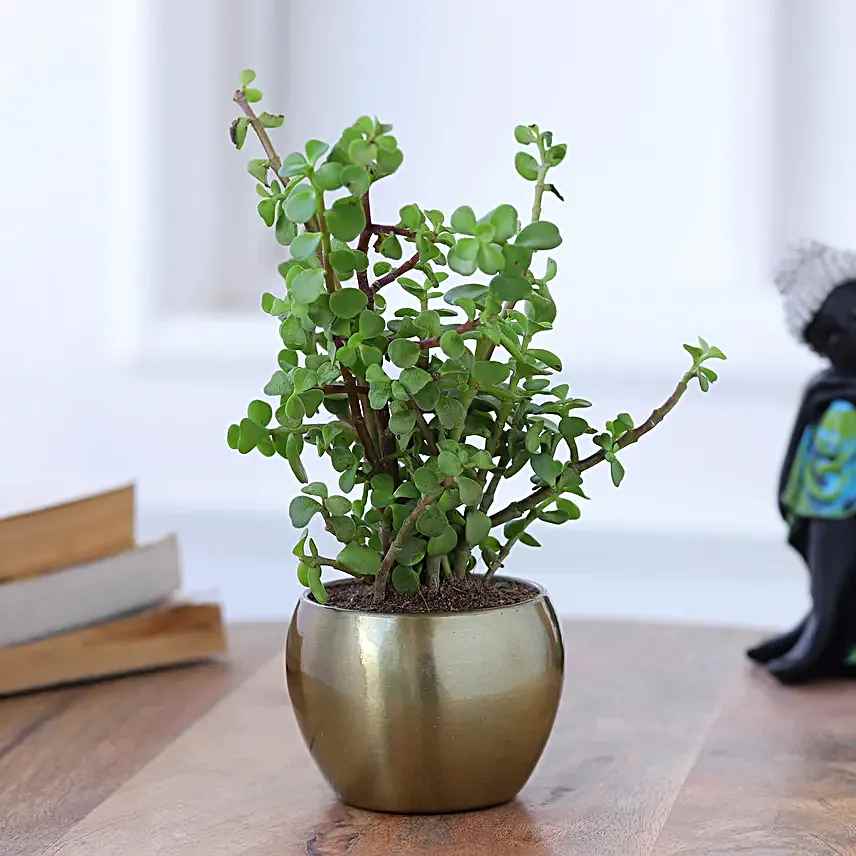 Jade Plant In Gold Tone Metal Pot